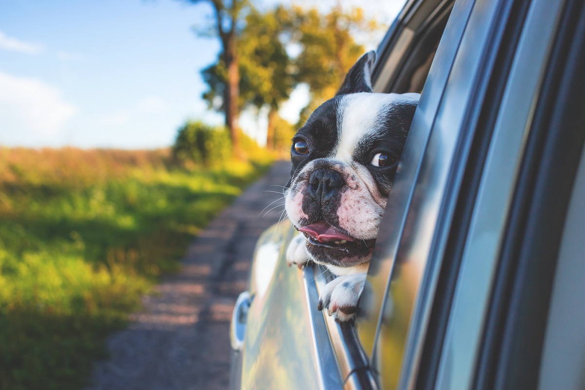 hoe krijg je hondenlucht uit je auto